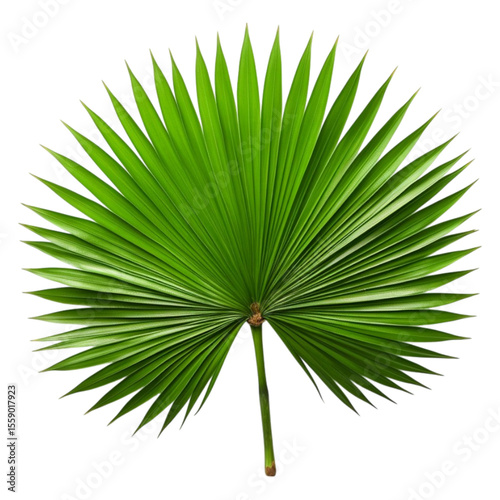 Saw palmetto leaf image isolated on transparent background.