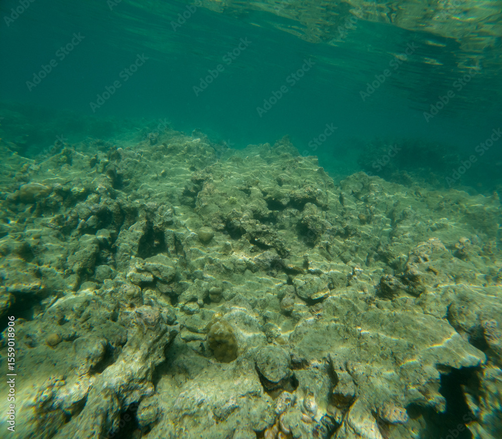 Fototapeta premium coral reefs that die due to global warming and human fishing activities
