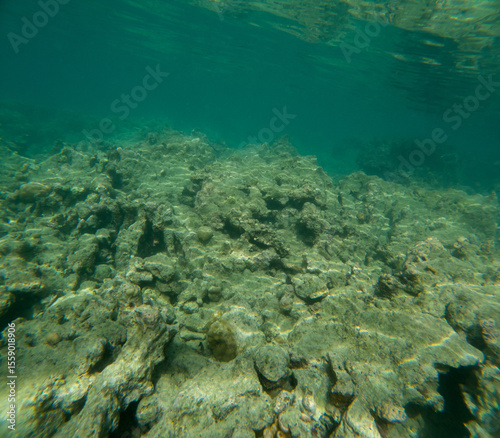 coral reefs that die due to global warming and human fishing activities