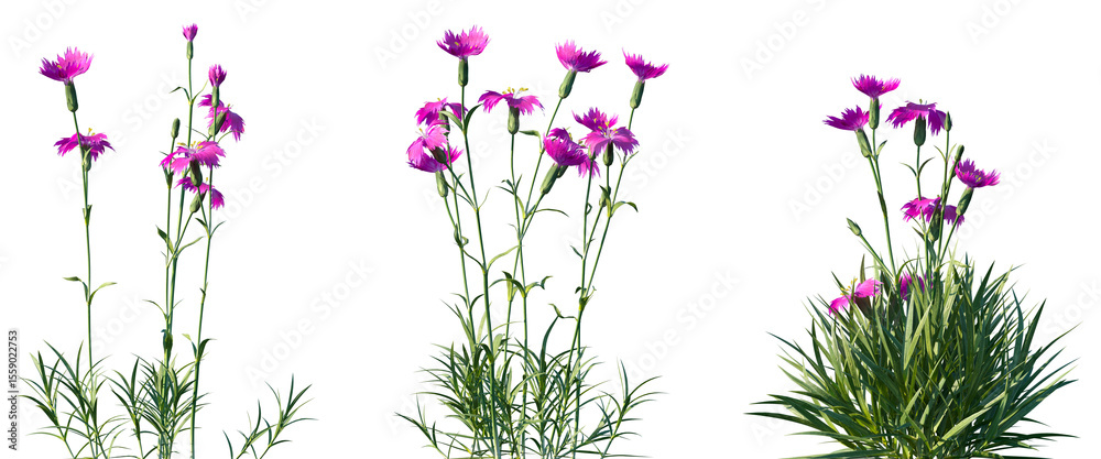 © Viktoria - Set of Dianthus gratianopolitanus (commonly known as the Cheddar pink or clove pink) flowering frontal isolated png on a transparent background perfectly cutout © Viktoria - Set of Dianthus gratianopolitanus (commonly known as the Cheddar pink or clove pink) flowering frontal isolated png on a transparent background perfectly cutout