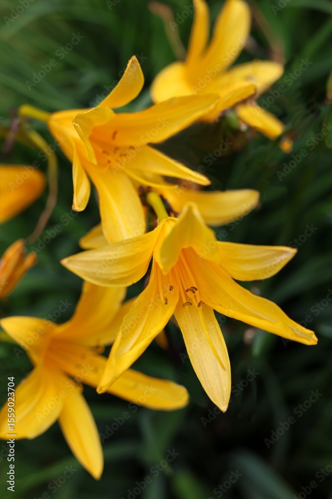 Obraz premium Yellow lilies blooming in summer garden