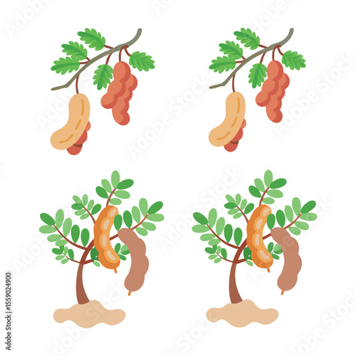 Tamarind Tree and Fruit Illustration