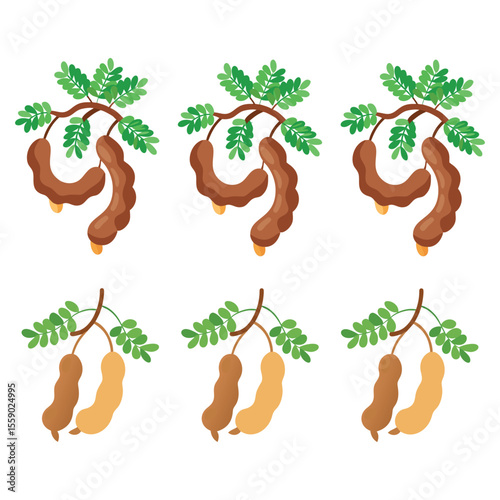 Tamarind Branches with Fruits A Colorful Botanical Illustration