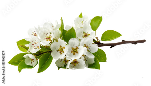 Branch of Blooming Pear Blossoms with Young Leaves, Side Angle View, White Cutout
