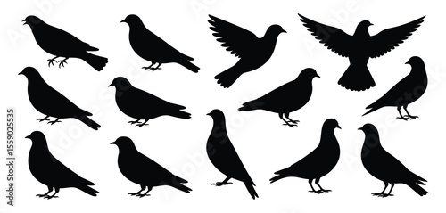 Silhouette Set of Various Doves and Pigeons