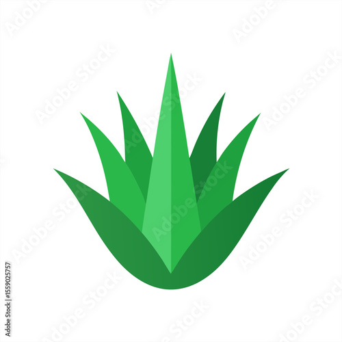 Green aloe vera leaves vector graphic on transparent background for web and graphic design