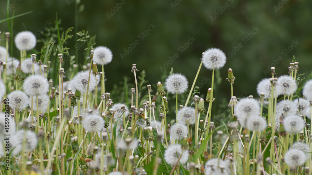 Obraz premium Lots of white dandelions at the nature