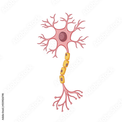 Neuron Cell Structure: Detailed illustration of a neuron, showcasing its dendrites, axon, and myelin sheath.  