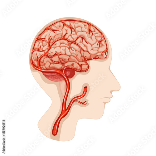 Anatomical Depiction: Explore the intricate network of blood vessels and the brain, showcasing the intricacies of the human head