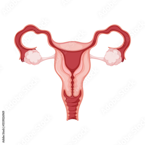 Uterus anatomy illustration: Detailed medical illustration of uterus showcasing anatomical features.