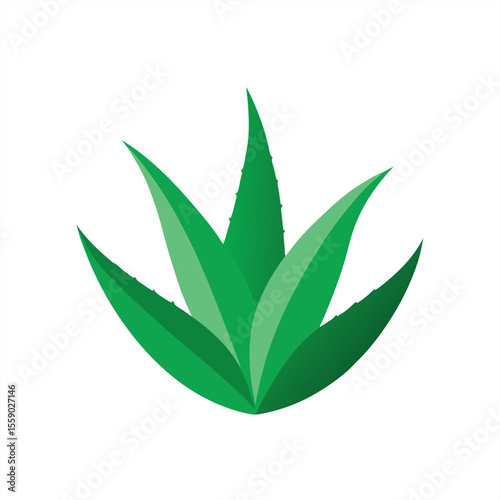 Medicinal aloe vera leaf drawing on transparent background for web and graphic design