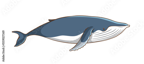 Majestic Blue Whale Illustration: A gracefully rendered illustration of a blue whale, showcasing the awe-inspiring beauty and grandeur of the ocean's gentle giant.