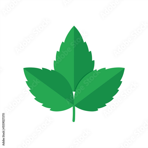 Medicinal herb leaf vector illustration on transparent background for web and graphic design