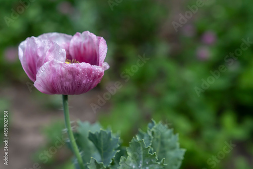 Pink poppy flower with water droplets on petals growing outdoors. Close-up botanical macro shot with blurred green background. Springtime bloom. Nature and floral concept. Design for postcard, greetin