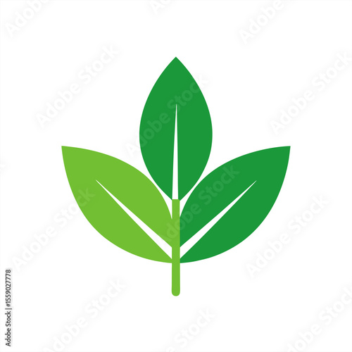 Natural herbal medicine leaf vector on transparent background for web and graphic design