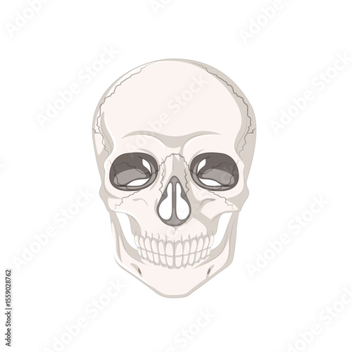 Anatomical Skull Study: A detailed study of the human skull, illustrating its intricate bone structure, revealing the essence of anatomy and mortality in stark detail.