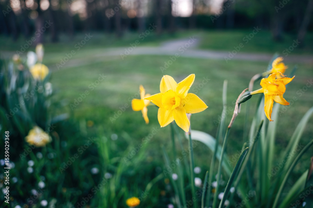 Fototapeta premium Colorful spring flowers