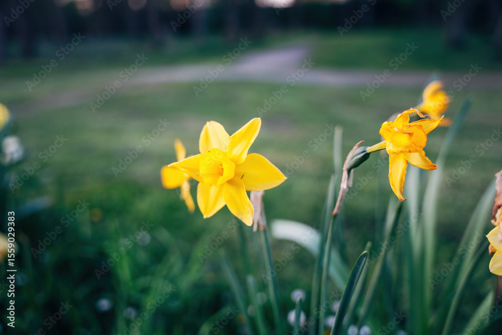 Fototapeta premium Colorful spring flowers