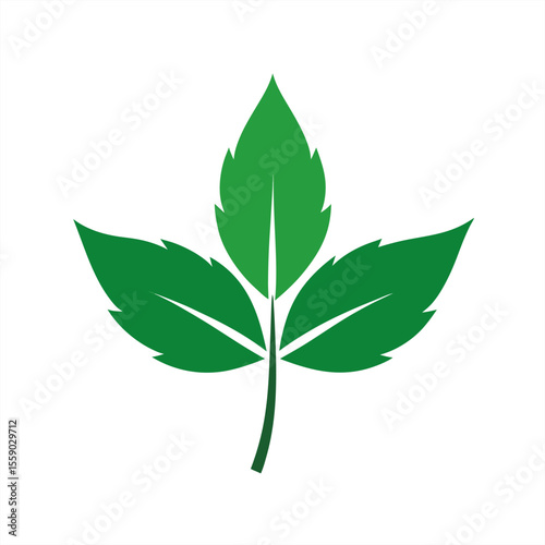 Vector of medicinal leaf used in herbal medicine on transparent background for web and graphic design