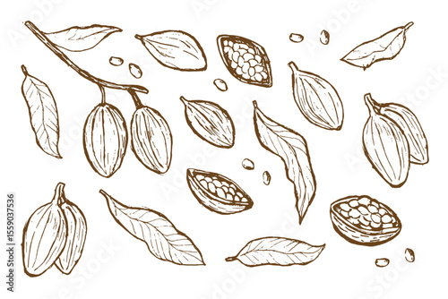 Cocoa beans sketch collection for food design and packaging inspiration.