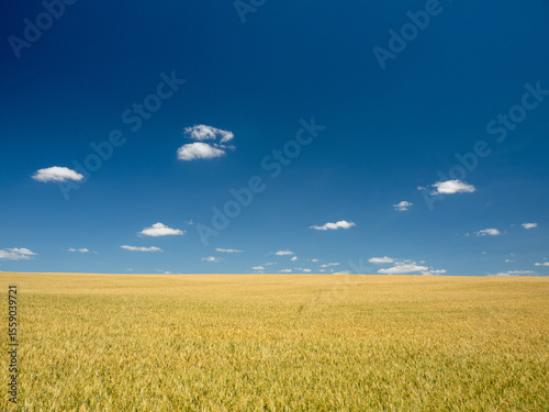 wheat field and blue sky