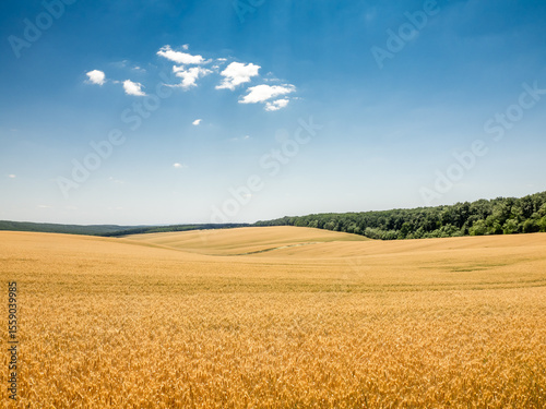 curvy wheat field and blue sky