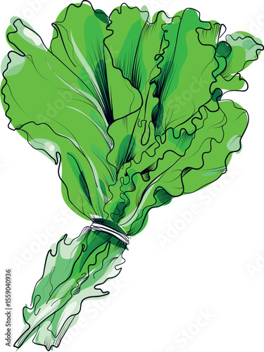 Lettuce leaves hand drawn food sketch