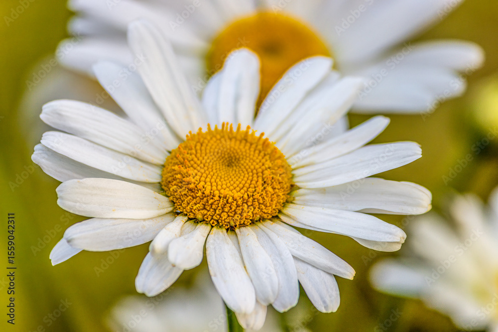 Fototapeta premium Single marguerite daisy portrait