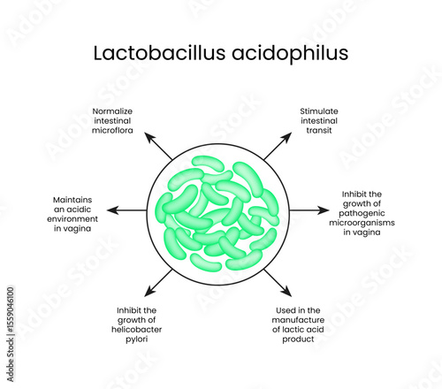 Lactobacillus Acidophilus Benefits and Functions