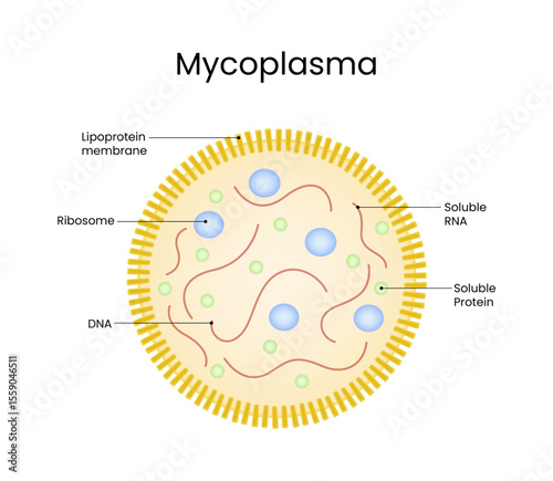Diagram of Mycoplasma Cell Structure