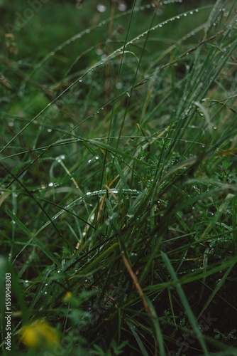 morning dew on a grass