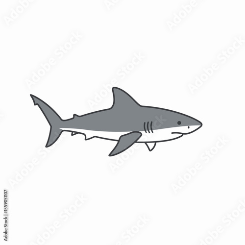 Great white shark illustration Carcharodon carcharias for Shark Awareness Day. This great white shark image is perfect for educational materials about ocean conservation.