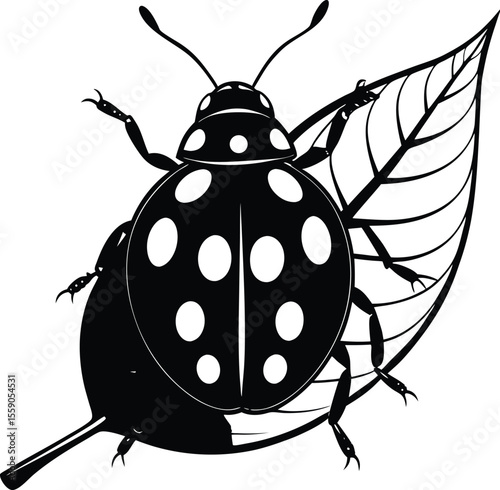 vector illustration of a ladybug & Vector of realistic red ladybug on green leaf with transparent background