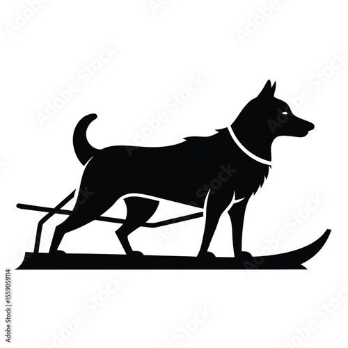 Sleek Silhouette of a Determined Sled Dog Standing Firmly on Skis Ready to Mush Through the Frozen Wilderness