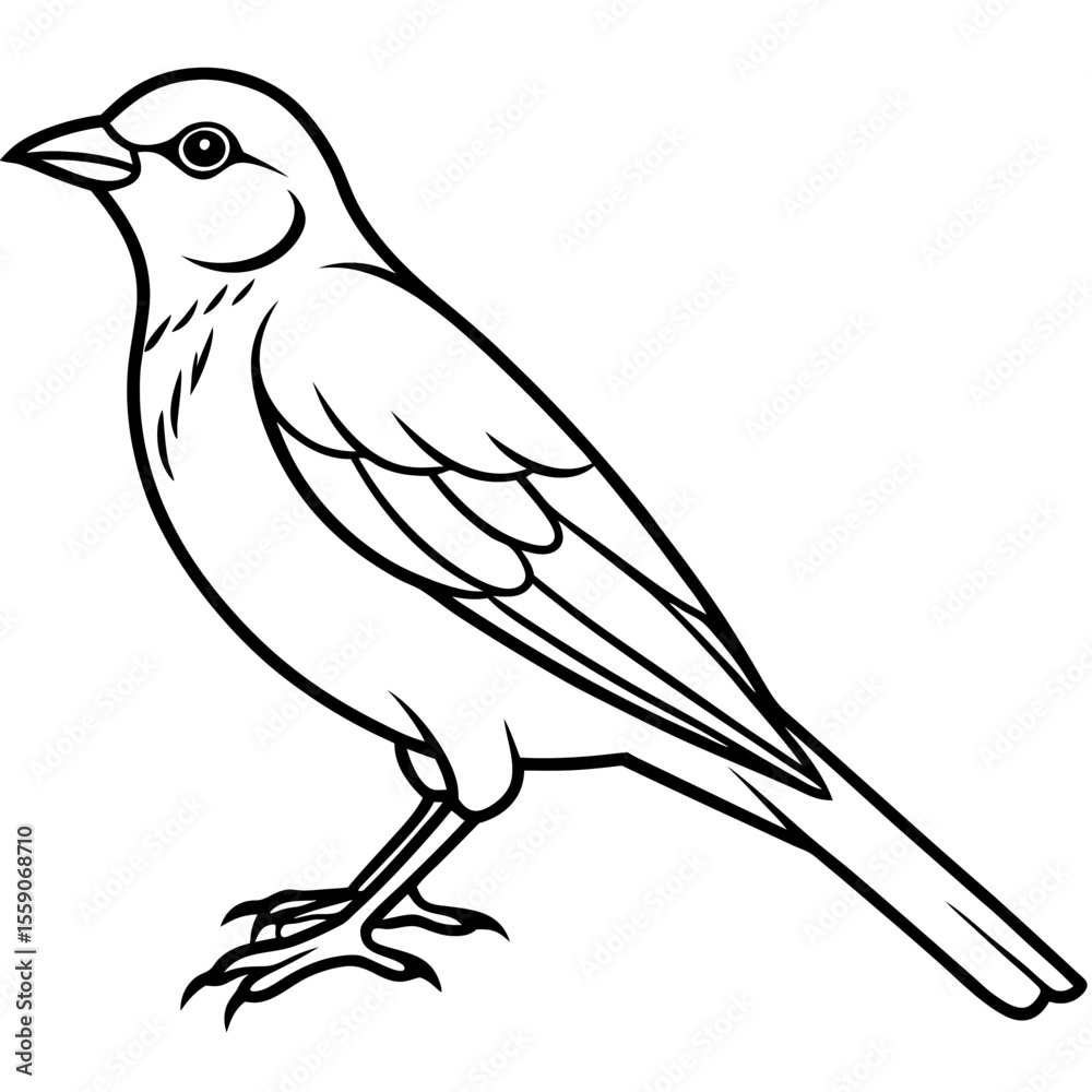 Fototapeta premium Simple Weaver Bird Monoline Artwork