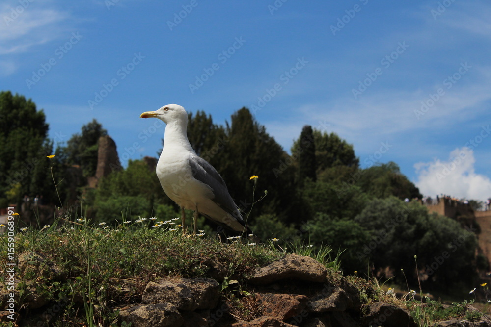 Fototapeta premium Seagull sitting on a grass in Rome. Larus cachinnans