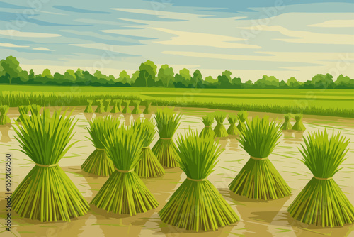 The image shows bundles of young rice seedlings neatly tied and arranged in a flooded paddy field, ready for transplanting. The vibrant green plants contrast with the reflective water surface, and the