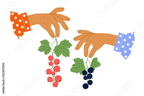 Two female hands in polka dot shirt cuffs hold branches with ripe red and black currant berries with leaves. Cute vector illustration for cookbook with recipes for fruit jam, farmer's shop.