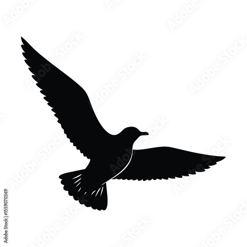 Silhouette seagull soaring with wings fully outstretched