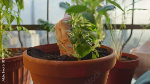 Close up of hands planting a seedling in a terracotta pot on a balcony garden