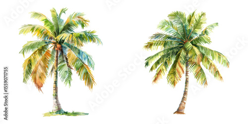 coconut tree watercolor vector illustration
