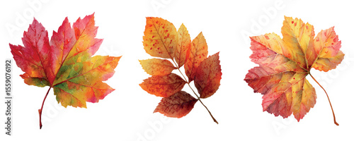 Set of watercolor autumn leaves png. Autumn leaf of maple, chestnut and aspen. Colorful red-brown tree leaves. Concept of autumn leaf fall etc. Autumn natural elements watercolor. Vector illustration.