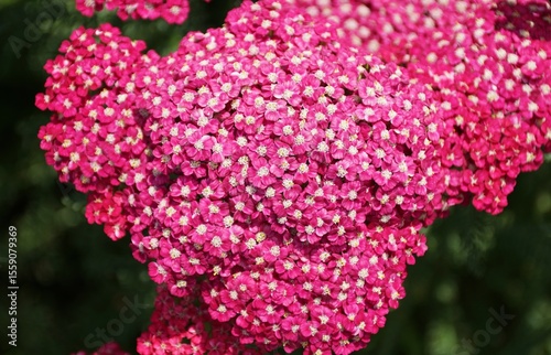 Closeup of the deep pink Common Yarrow Saucy Seduction flowers