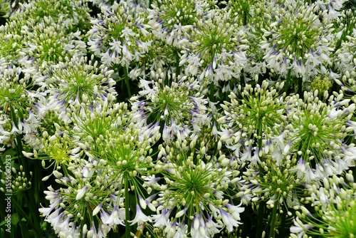 Cluster of African Lily Fireworks with tiny white and purple flowers