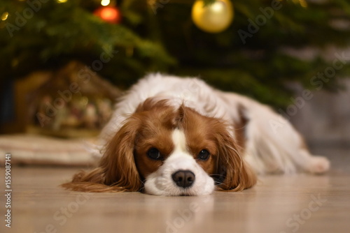 Cavalier King Charles Spaniel Under Christmas Tree
