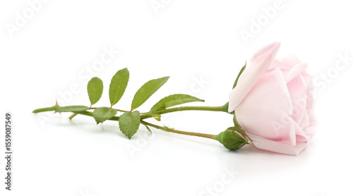 One pink rose.