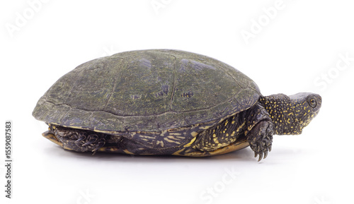 One old turtle.