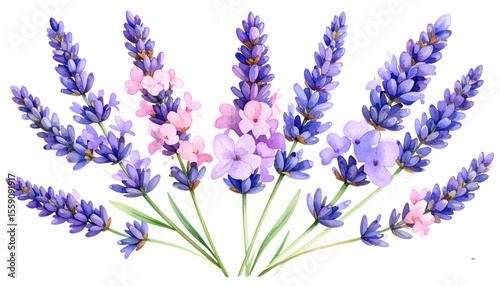 Watercolor Lavender Sprigs with Purple and Pink Hues – Transparent Background