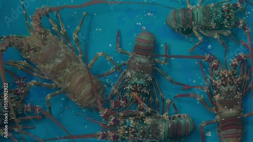Fresh sea lobster stored in a container