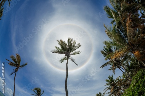 Sun Halo Over Palm Trees on a Tropical Beach A striking solar halo appears in the clear blue sky above tall coconut palm trees, creating a surreal and magical tropical scene. 